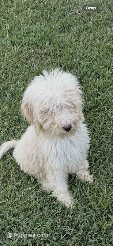 Girl 3 – Poodle - Standard  puppy for sale in Carthage, MS