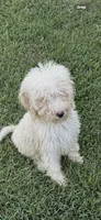 Girl 3, a female Poodle - Standard  for sale in Carthage, MS – 1 of 1