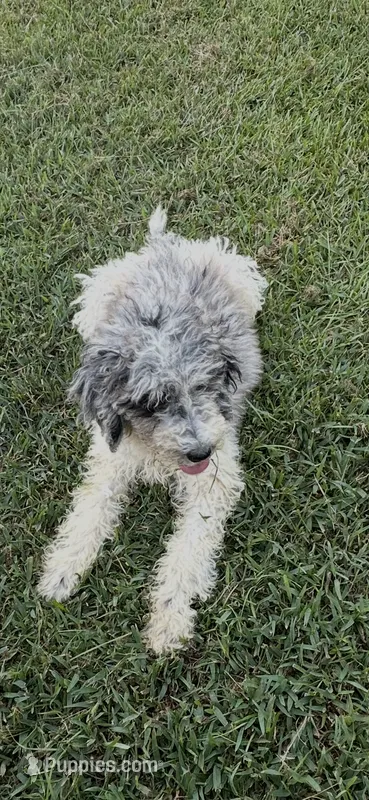 Little Man – Poodle - Multi-Colored Standard puppy for sale in Carthage, MS