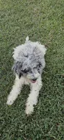 Little Man, a male Poodle - Multi-Colored Standard for sale in Carthage, MS – 1 of 1