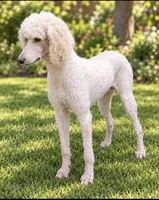 Millie, a female Poodle - Standard  for sale in Carthage, MS – 1 of 1