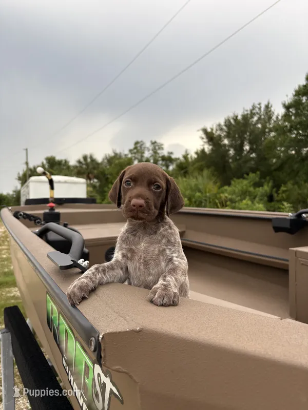 GSP – German Shorthaired Pointer puppy for sale in Punta Gorda, FL