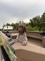 GSP, a female German Shorthaired Pointer for sale in Punta Gorda, FL – 1 of 6