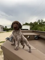 GSP, a female German Shorthaired Pointer for sale in Punta Gorda, FL – 2 of 6