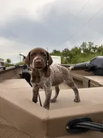 GSP, a female German Shorthaired Pointer for sale in Punta Gorda, FL – 5 of 6