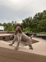 GSP, a female German Shorthaired Pointer for sale in Punta Gorda, FL – 6 of 6