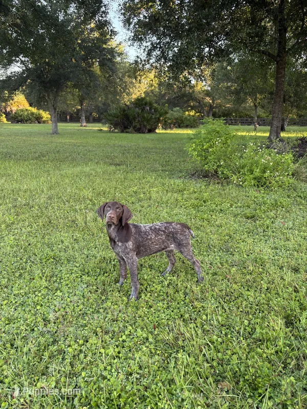 GSP – German Shorthaired Pointer puppy for sale in Punta Gorda, FL
