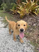 Theadore, a male Labrador Retriever for sale in Punta Gorda, FL – 3 of 3