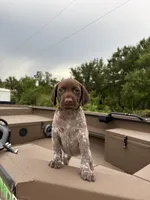 GSP, a female German Shorthaired Pointer for sale in Punta Gorda, FL – 3 of 6