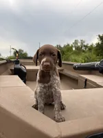 GSP, a female German Shorthaired Pointer for sale in Punta Gorda, FL – 4 of 6