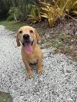 Theadore, a male Labrador Retriever for sale in Punta Gorda, FL – 2 of 3