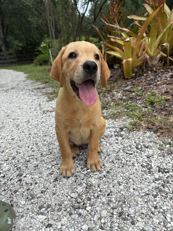 Theadore – Labrador Retriever puppy for sale in Punta Gorda, FL