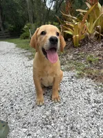 Theadore, a male Labrador Retriever for sale in Punta Gorda, FL – 1 of 3