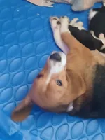 processed/5072bf1d-93f4-46e8-a821-4b5c1f43e704/listing/6c8e27c5-597b-4cef-80c0-c8aba179ea19/b3d6e481-95ac-4fa5-8835-642e8f8b6739