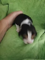 processed/5072bf1d-93f4-46e8-a821-4b5c1f43e704/listing/f5c17c66-05f6-46ce-9d9e-0c06dbe6c96e/97db6658-5a17-46d0-b69f-47ff76f55ad6