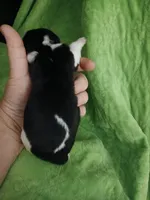 processed/5072bf1d-93f4-46e8-a821-4b5c1f43e704/listing/f5c17c66-05f6-46ce-9d9e-0c06dbe6c96e/e0d7727a-a2d1-473b-9060-7c153c270179