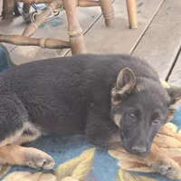 Pepper, a female German Shepherd Dog for sale in Alto, GA – Photo 5 of 10