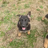 Pepper, a female German Shepherd Dog for sale in Alto, GA – Photo 2 of 10