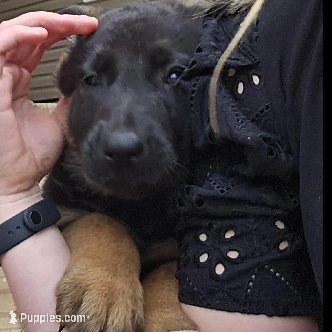 Pepper, a female German Shepherd Dog for sale in Alto, GA – Photo 3 of 4