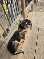 Pepper, a female German Shepherd Dog for sale in Alto, GA – Photo 9 of 10