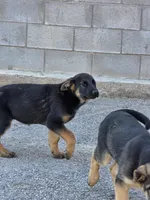 Pepper, a female German Shepherd Dog for sale in Alto, GA – Photo 6 of 10