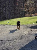 Pepper, a female German Shepherd Dog for sale in Alto, GA – Photo 7 of 10