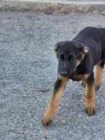 Pepper, a female German Shepherd Dog for sale in Alto, GA – Photo 8 of 10