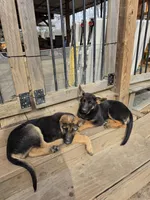 Pepper, a female German Shepherd Dog for sale in Alto, GA – Photo 10 of 10