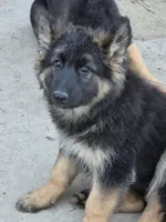 Eve, a female German Shepherd Dog for sale in Alto, GA – Photo 1 of 9