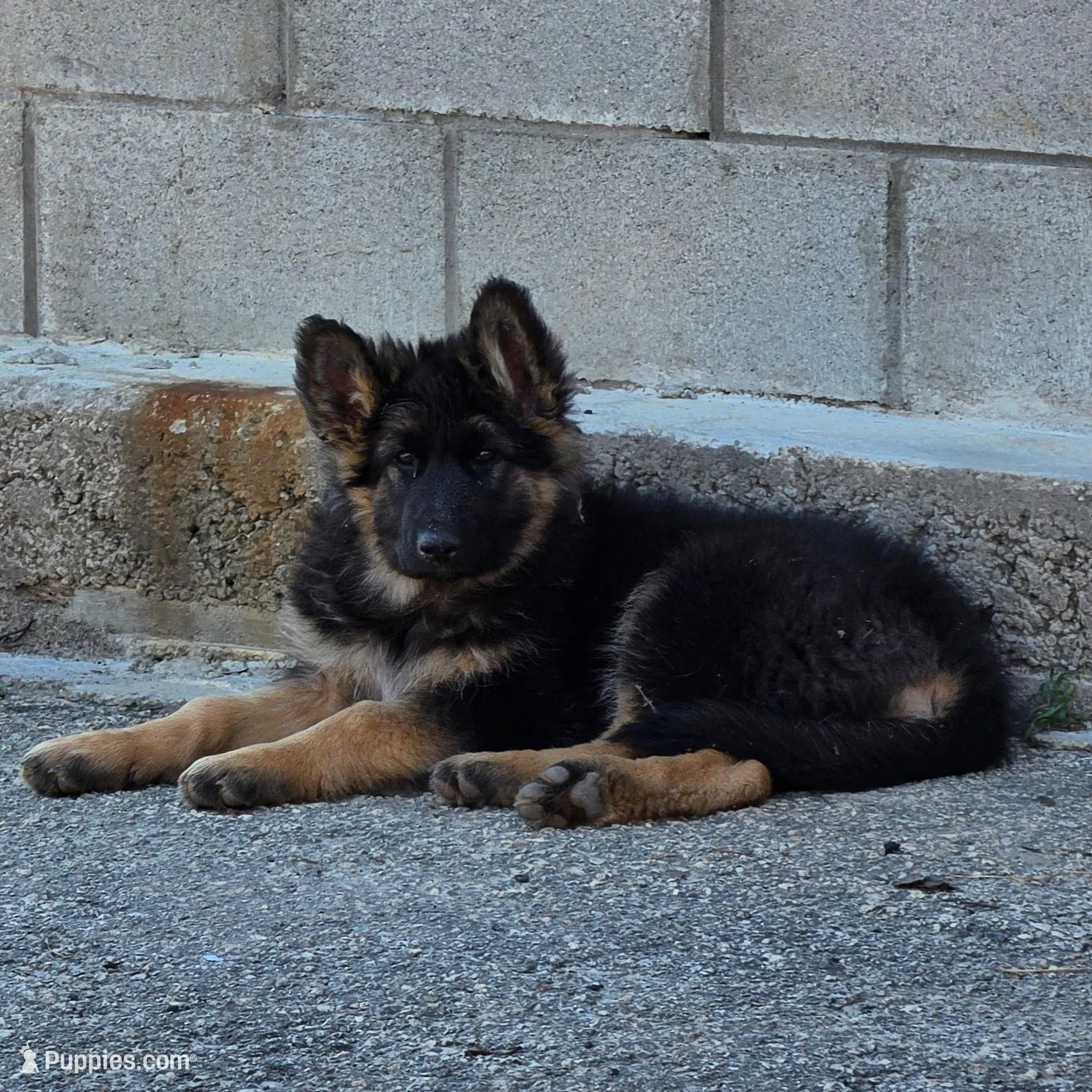 Eve, a female German Shepherd Dog for sale in Alto, GA – Photo 7 of 9