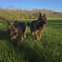 Eve, a female German Shepherd Dog for sale in Alto, GA – Photo 4 of 9
