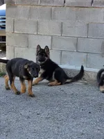 Eve, a female German Shepherd Dog for sale in Alto, GA – Photo 9 of 9