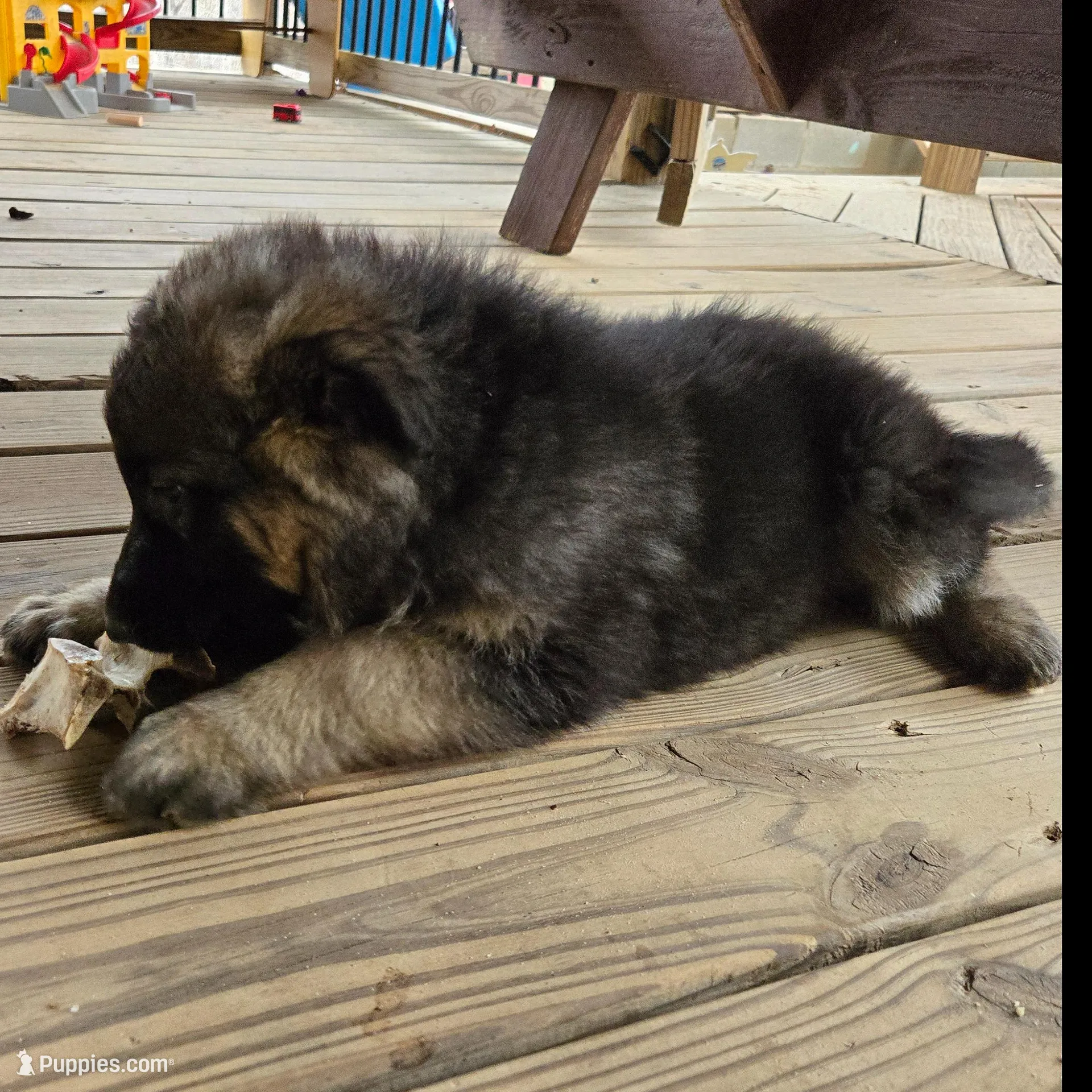 Eve, a female German Shepherd Dog for sale in Alto, GA – Photo 2 of 3