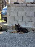 Eve, a female German Shepherd Dog for sale in Alto, GA – Photo 8 of 9