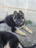 Eve, a female German Shepherd Dog for sale in Alto, GA – Photo 6 of 9