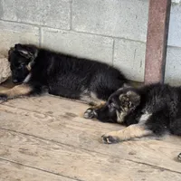 Eve, a female German Shepherd Dog for sale in Alto, GA – Photo 5 of 9