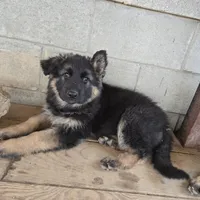 Eve, a female German Shepherd Dog for sale in Alto, GA – Photo 2 of 9