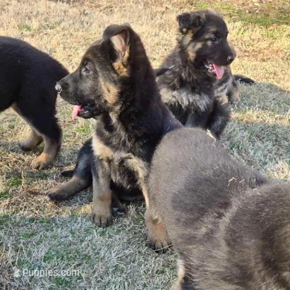 Rudy, a male German Shepherd Dog for sale in Alto, GA – Photo 3 of 3