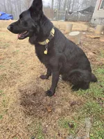 Kobe, a male German Shepherd Dog for sale in Alto, GA – Photo 2 of 6