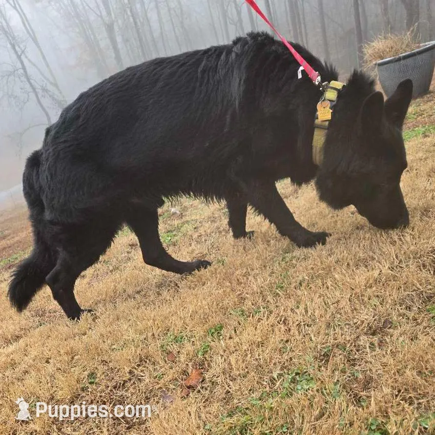 Kobe, a male German Shepherd Dog for sale in Alto, GA – Photo 6 of 6