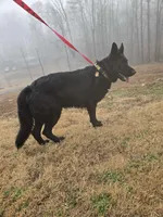 Kobe, a male German Shepherd Dog for sale in Alto, GA – Photo 1 of 6