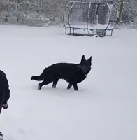 Kobe, a male German Shepherd Dog for sale in Alto, GA – Photo 4 of 6