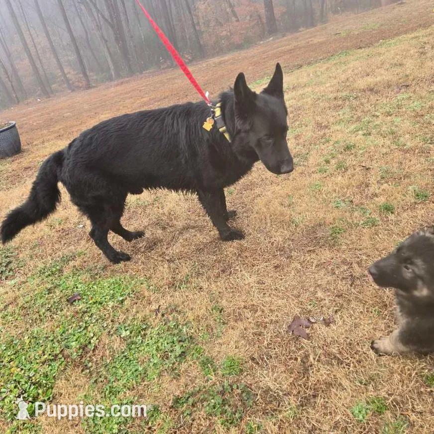 Kobe, a male German Shepherd Dog for sale in Alto, GA – Photo 5 of 6