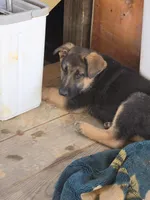 Frost , a male German Shepherd Dog for sale in Alto, GA – Photo 3 of 5