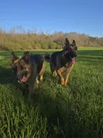 Frost , a male German Shepherd Dog for sale in Alto, GA – Photo 5 of 5