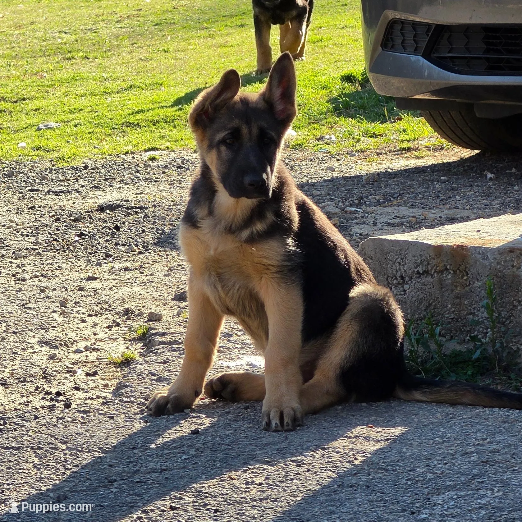 Frost  – German Shepherd Dog puppy for sale in Alto, GA