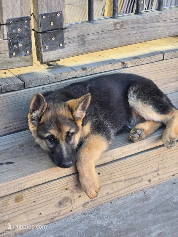 Frost  – German Shepherd Dog puppy for sale in Alto, GA