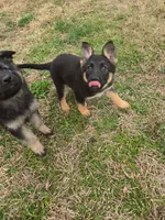 Star, a female German Shepherd Dog for sale in Alto, GA – Photo 1 of 3