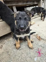 Star, a female German Shepherd Dog for sale in Alto, GA – Photo 2 of 3