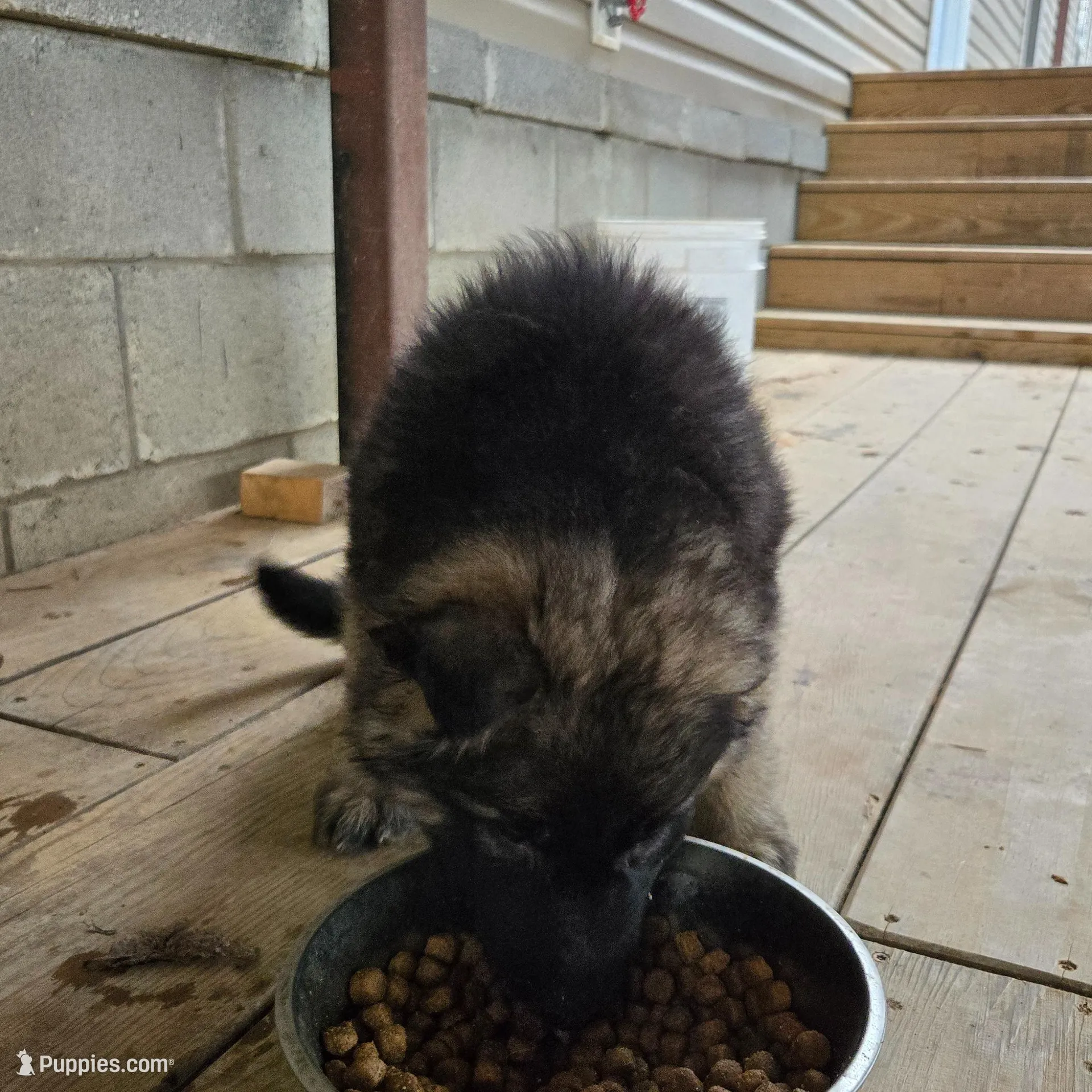 Frost, a male German Shepherd Dog for sale in Alto, GA – Photo 4 of 4